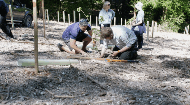 Two people kneel on the ground planting a small tree, while others stand and observe in the background. The area is covered with mulch and surrounded by protective tubes for young trees, suggesting a community or environmental planting event.