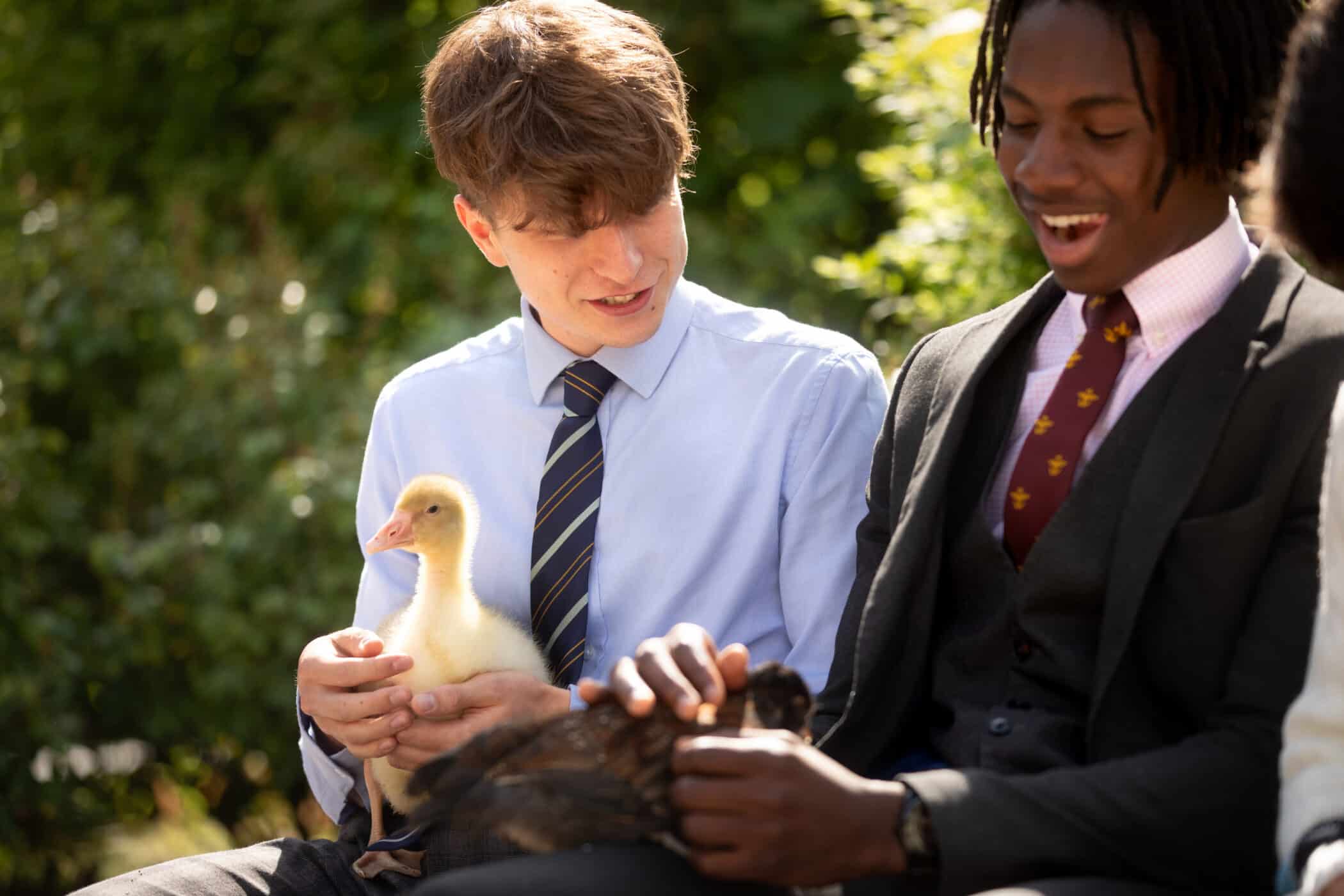 Two teenage students sit outdoors, smiling as they gently hold young birds. One student, wearing a light blue shirt and striped tie, cradles a yellow gosling, while the other, dressed in a dark suit and patterned tie, holds a small dark chick. Sunlight filters through greenery in the background, creating a warm, relaxed atmosphere.